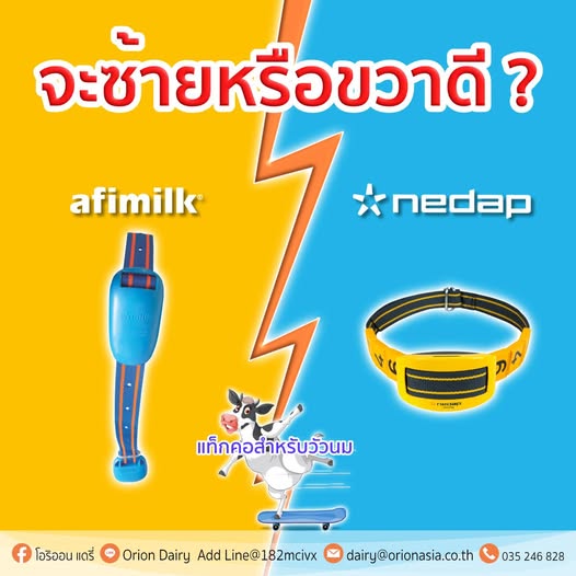 ” แท็กคอสำหรับวัวนม “